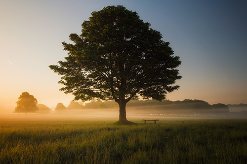 Tree on an English field with fog